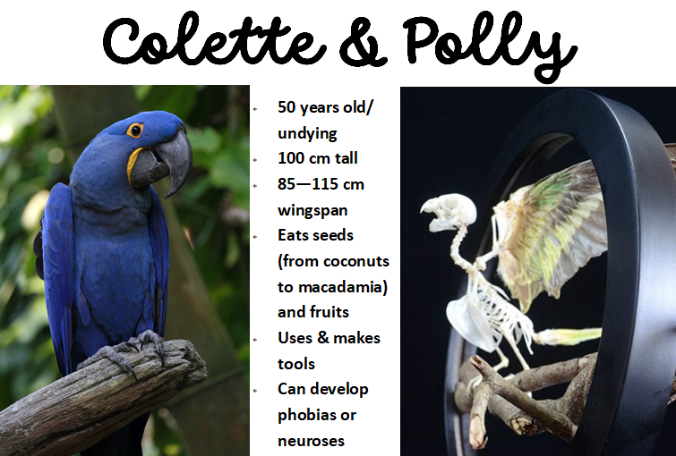File:Possibly captain Magpie's 2 parrots?.png